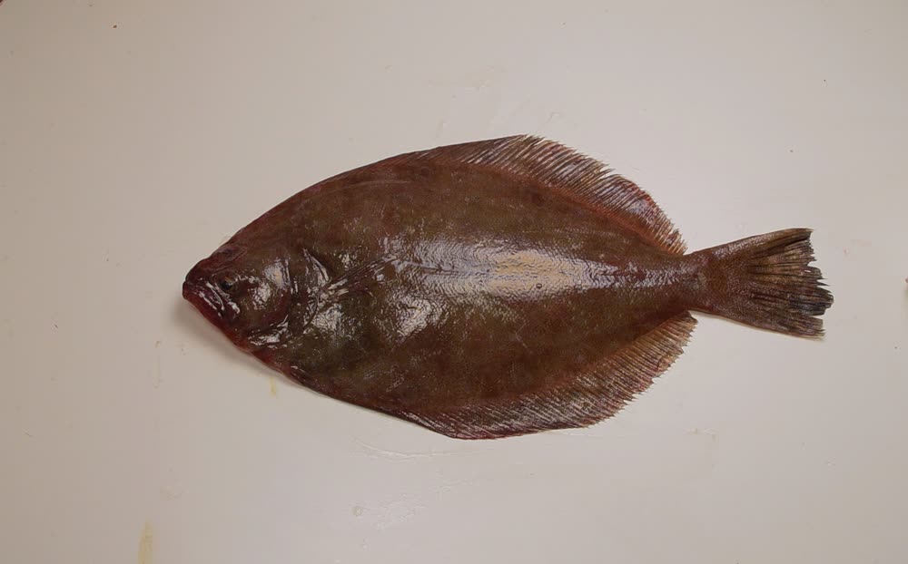Southern flounder, Paralichthys lethostigma