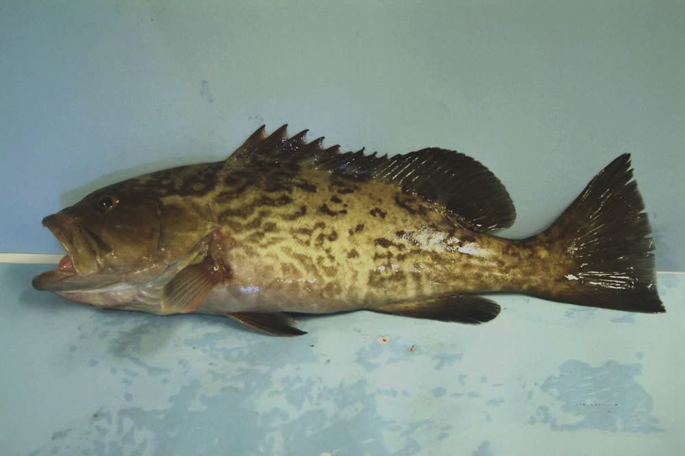 Gag grouper, Mycteroperca microlepis