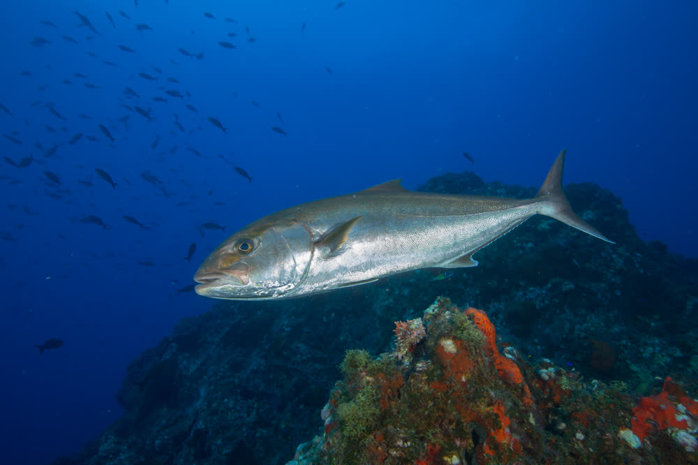 Greater amberjack, Seriola dumerili