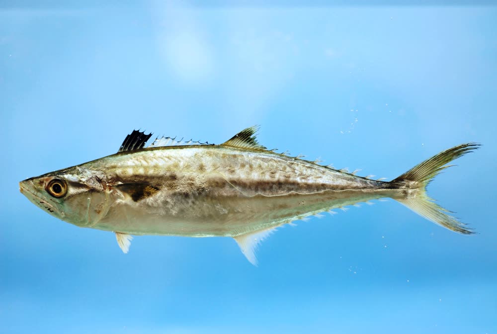 King mackerel, Scomberomorus cavalla