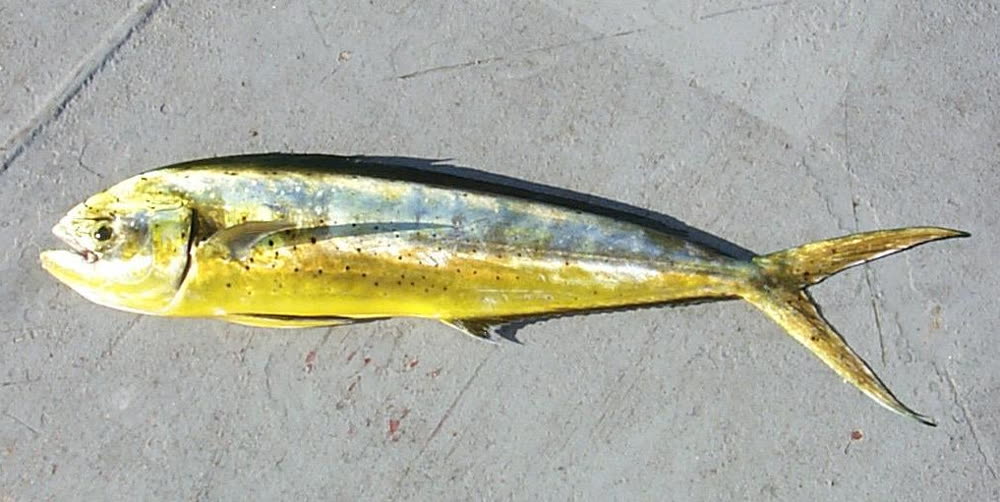 Mahi-mahi, one of the Gulf species featured on The Fish page