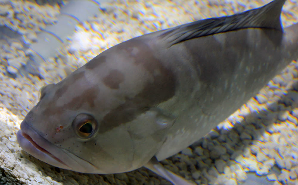 Red grouper, Epinephelus morio