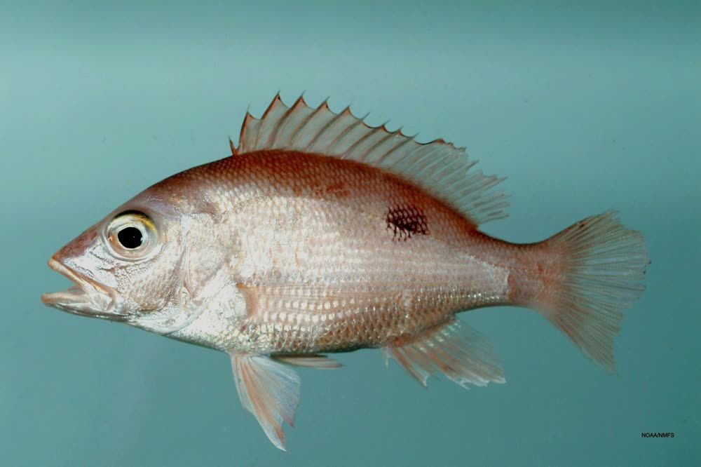 Red snapper, one of the Gulf species featured on The Fish page