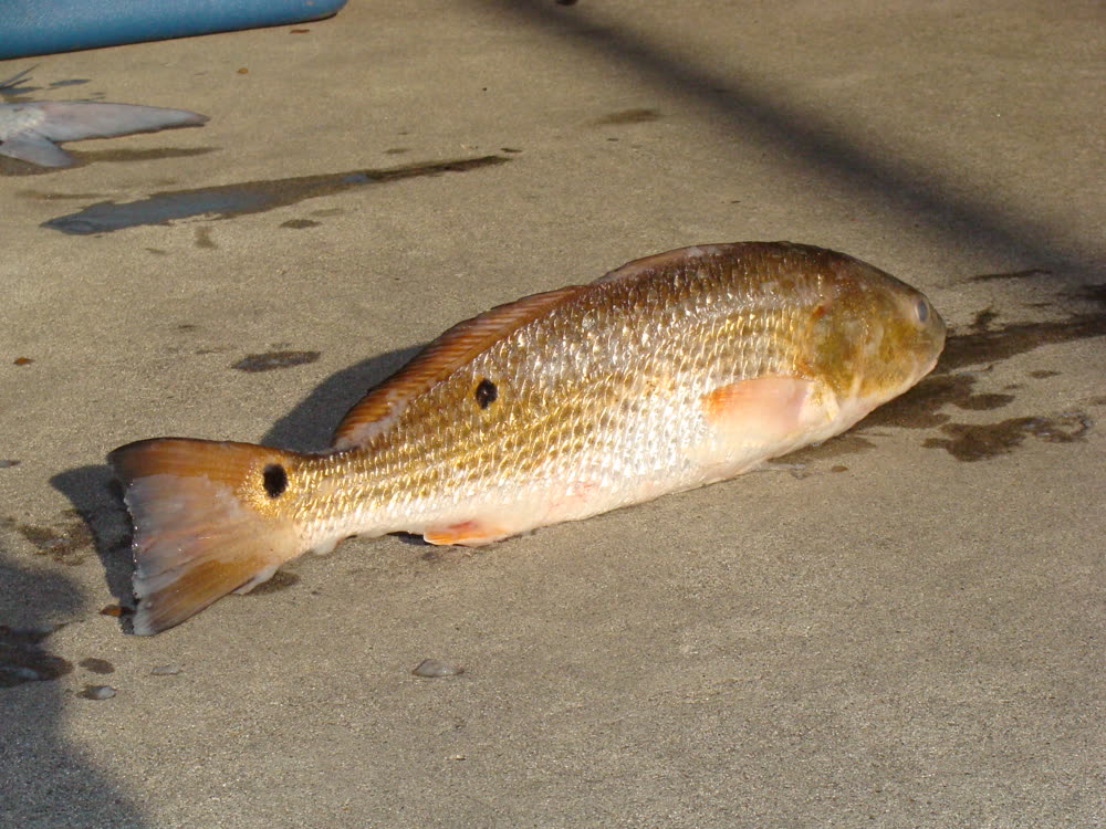 Redfish, one of the Gulf species featured on The Fish page