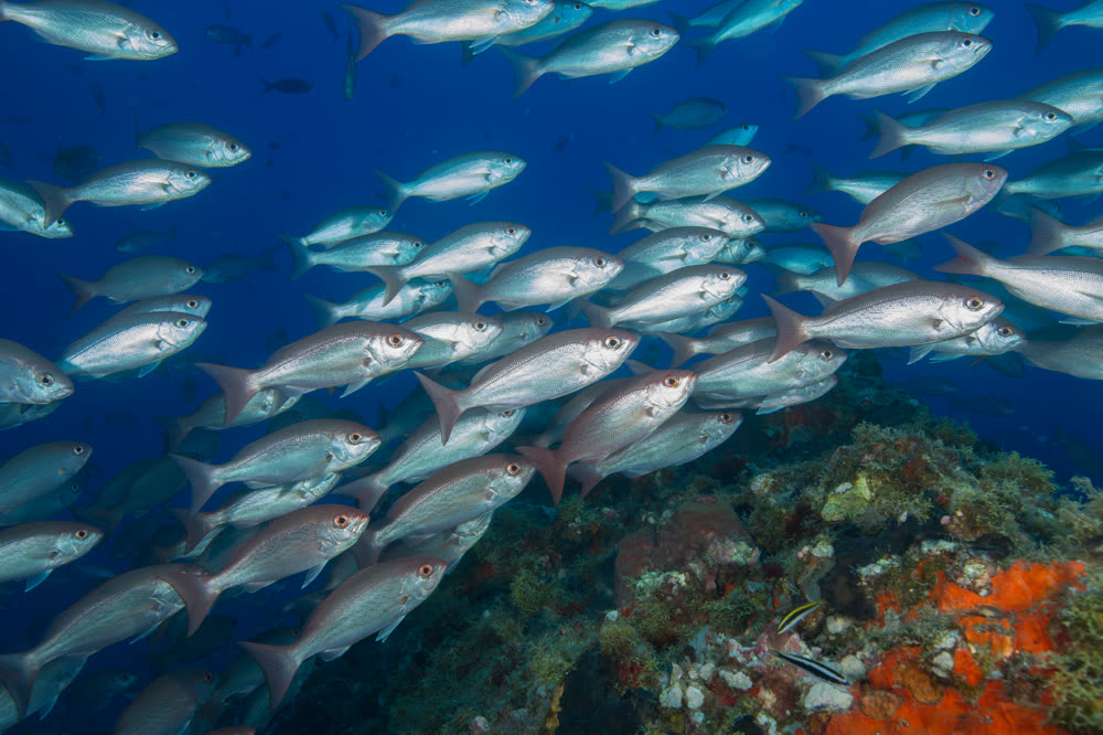 Schooling vermilion snapper, Rhomboplites aurorubens