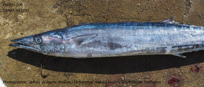 Wahoo, Acanthocybium solandri